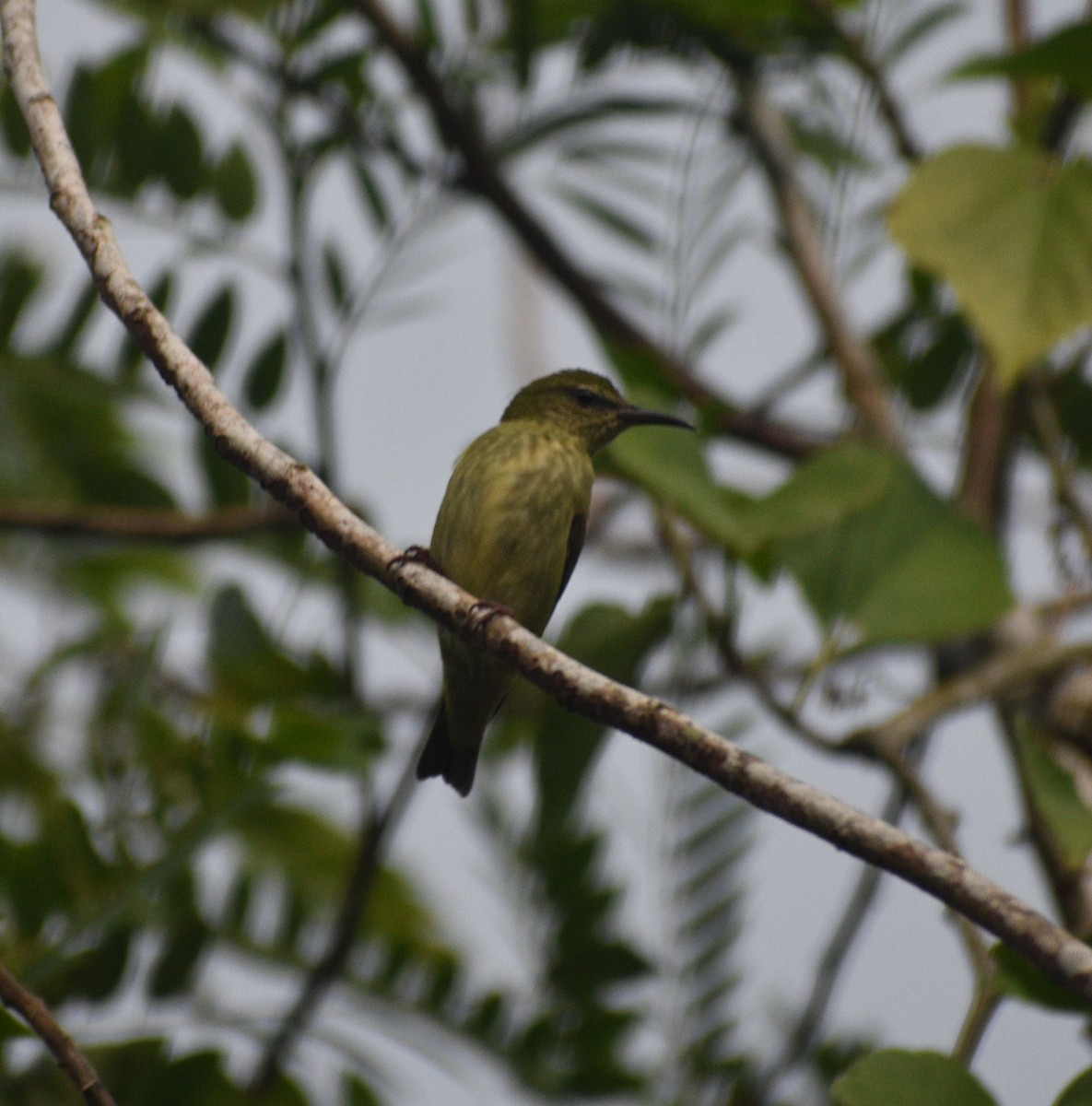 Red-legged Honeycreeper - ML643284957