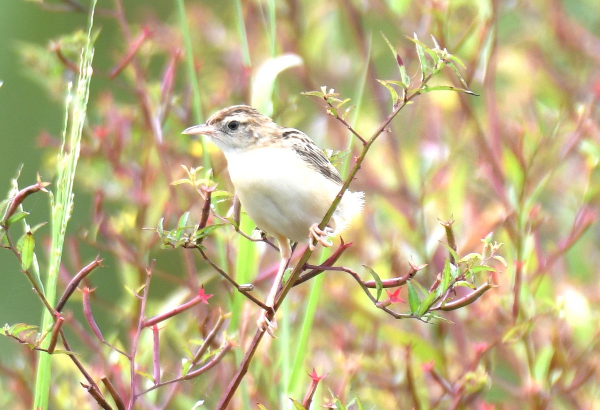 Zitting Cisticola - ML643284958