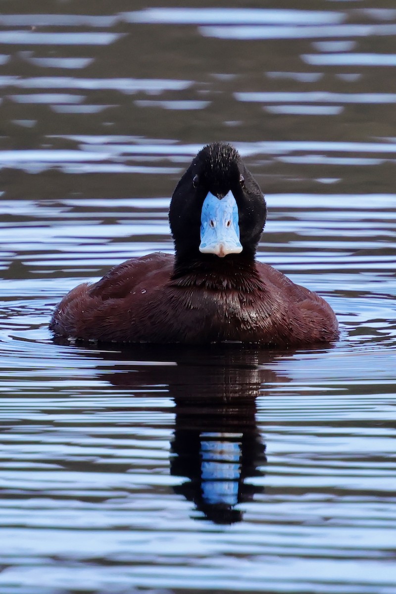 Blue-billed Duck - ML643284972