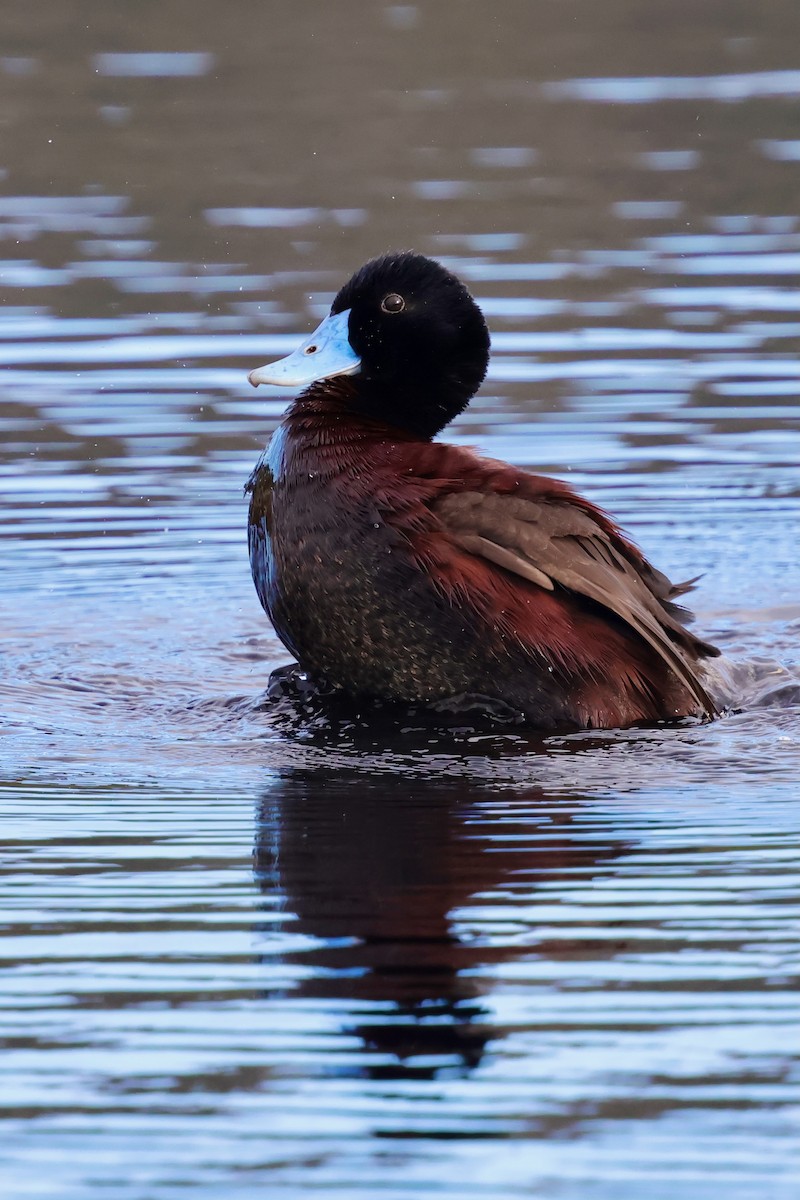 Blue-billed Duck - ML643284973