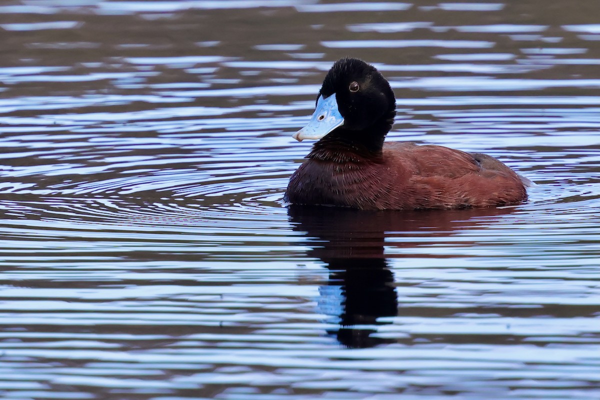 Blue-billed Duck - ML643284974