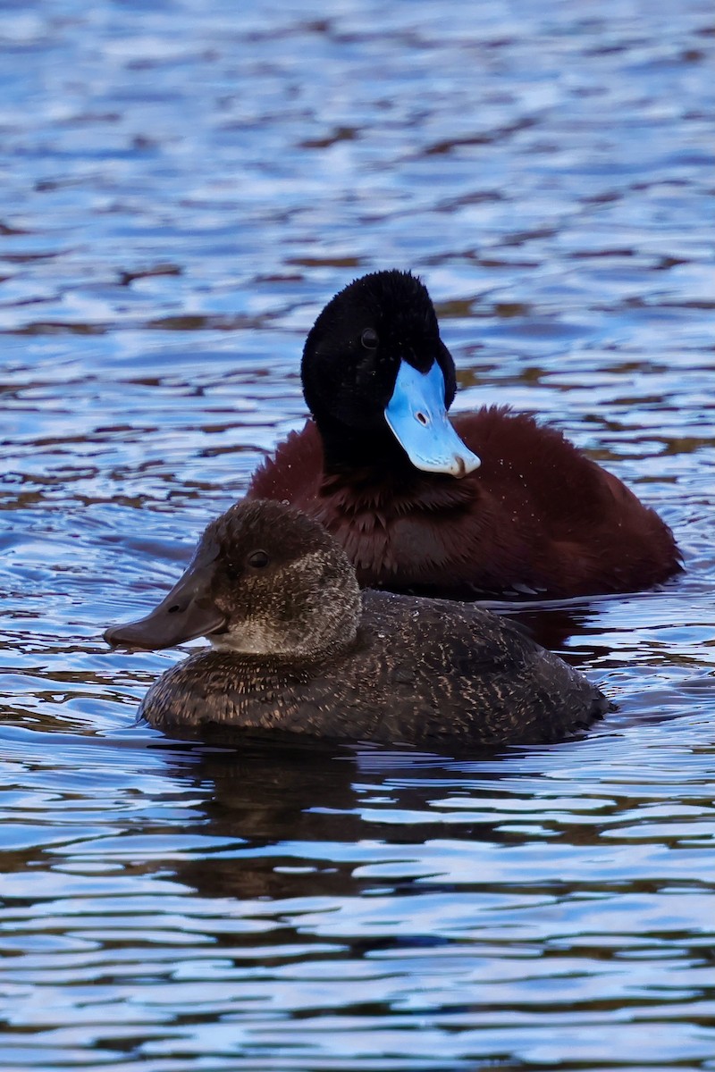 Blue-billed Duck - ML643284976