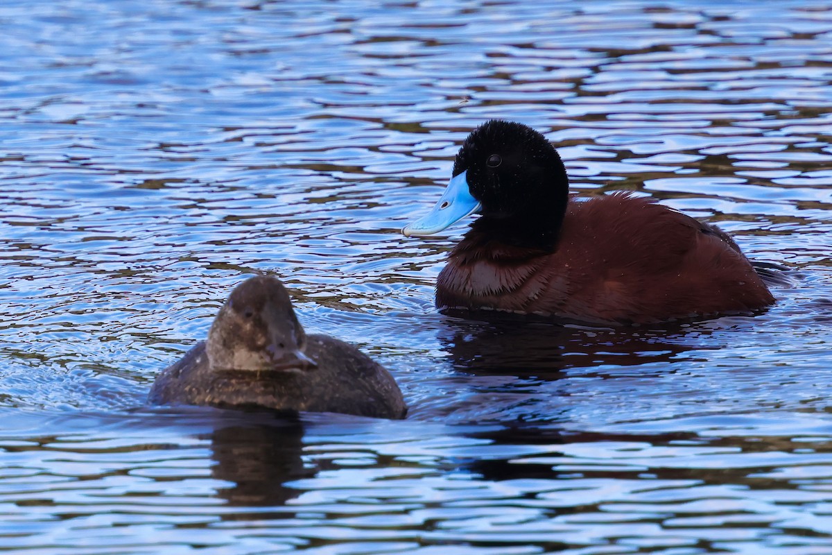 Blue-billed Duck - ML643284977