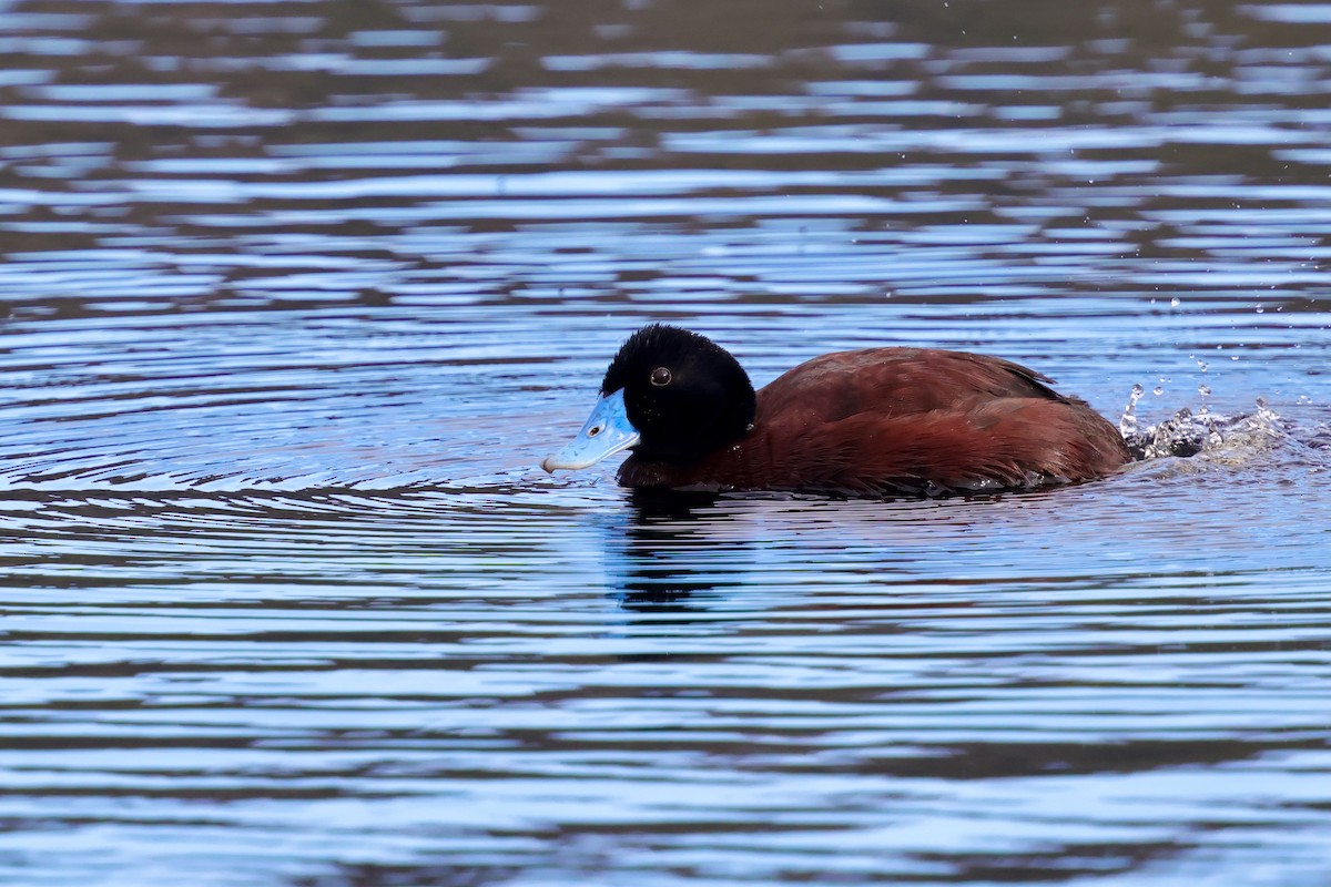 Blue-billed Duck - ML643284978