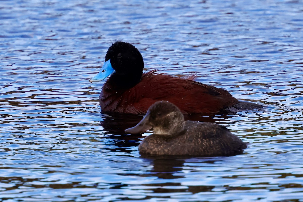Blue-billed Duck - ML643284980
