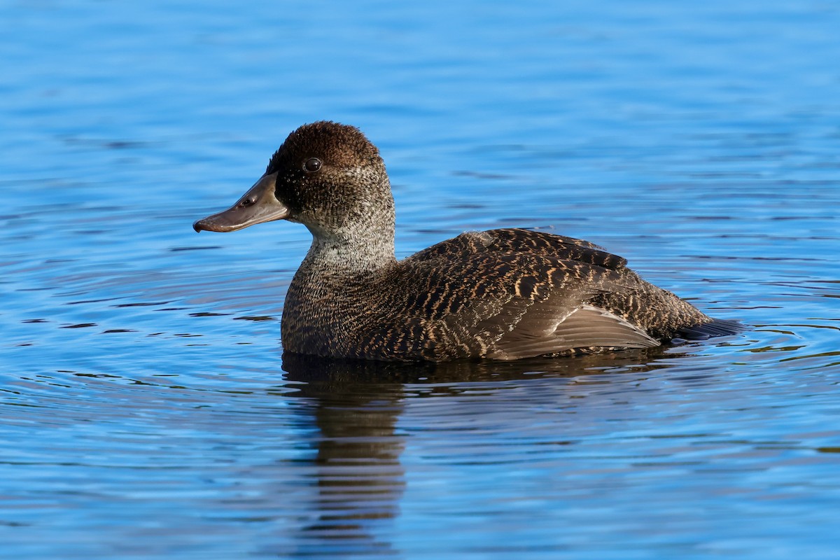 Blue-billed Duck - ML643284981