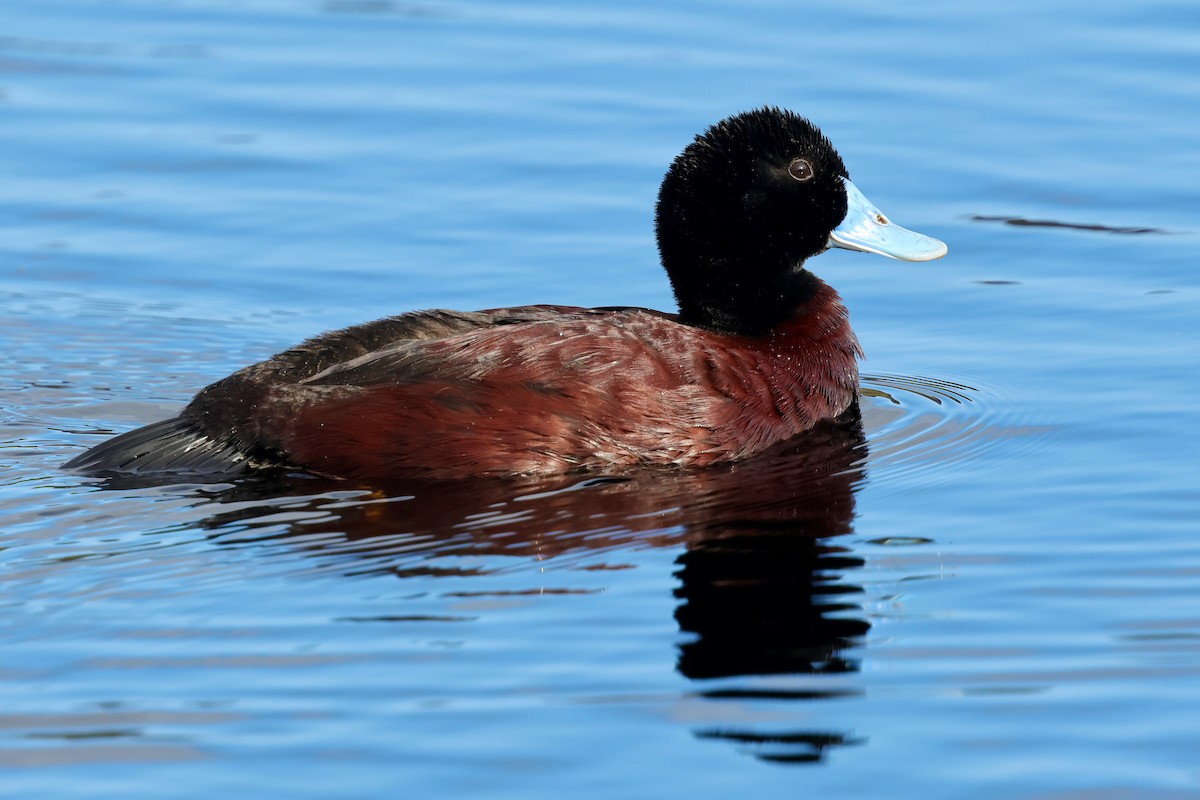 Blue-billed Duck - ML643284982