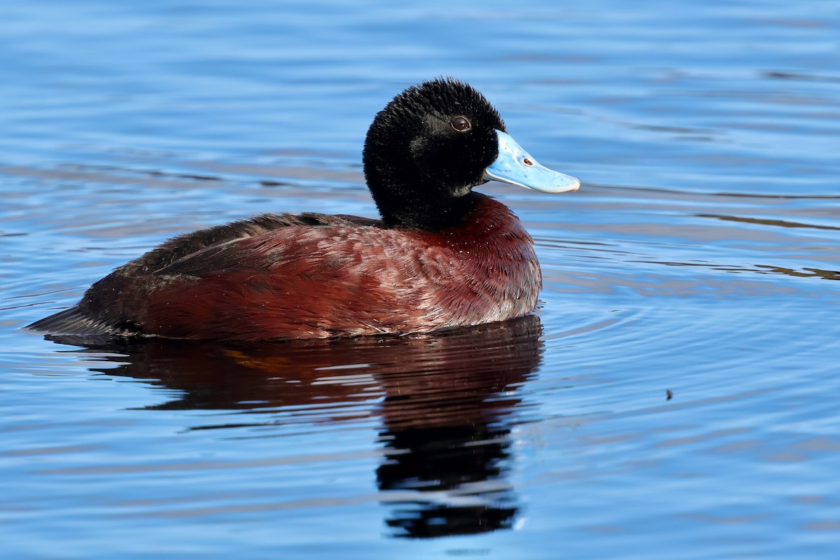 Blue-billed Duck - ML643284983