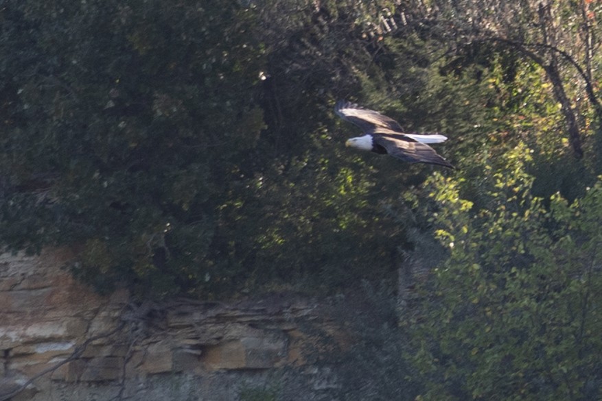 Bald Eagle - ML643284989