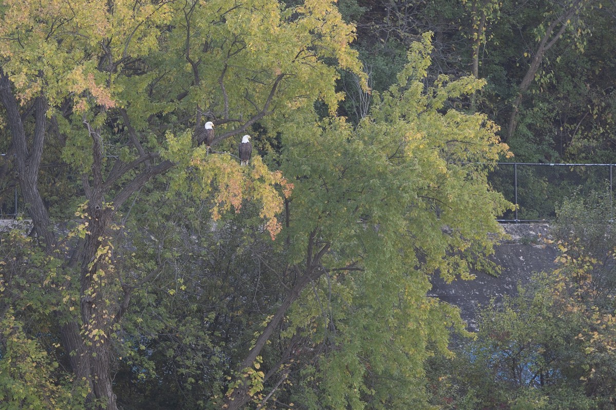 Bald Eagle - ML643284990