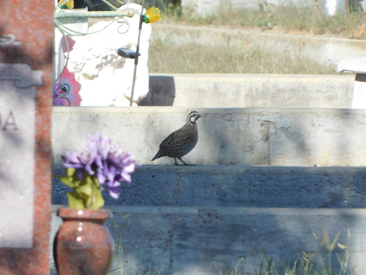 Northern Bobwhite - ML643284996
