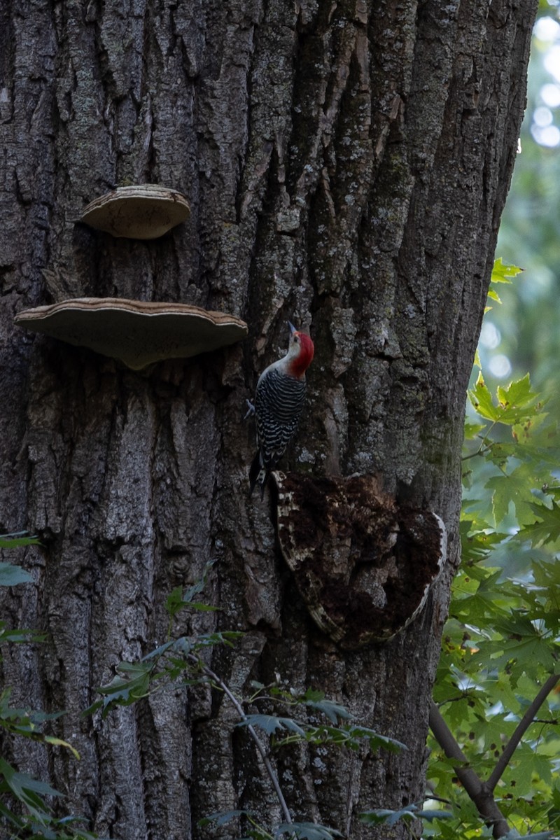 Red-bellied Woodpecker - ML643285002