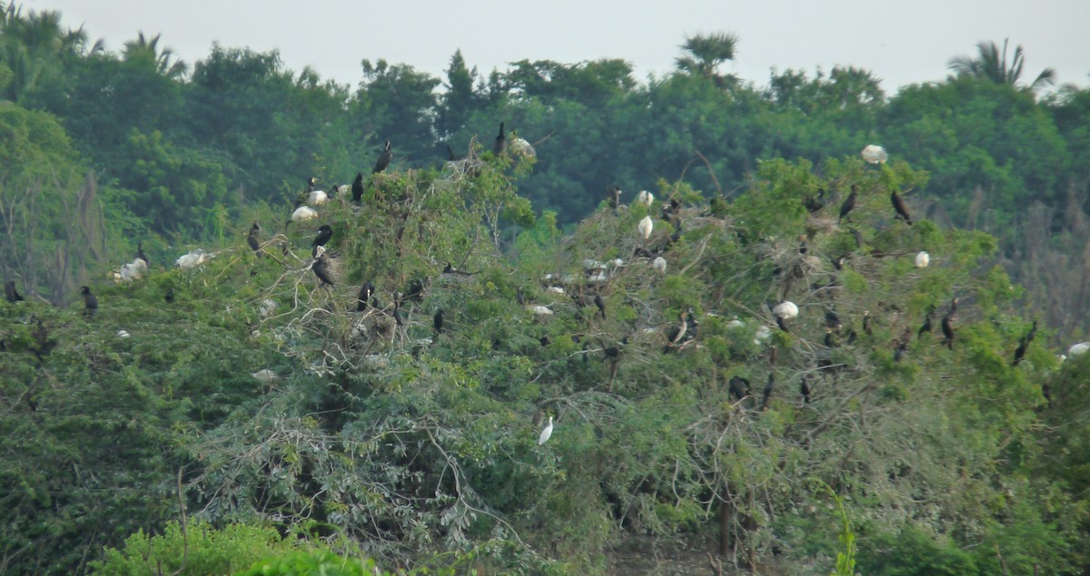 Ibis burubeltza - ML643285004