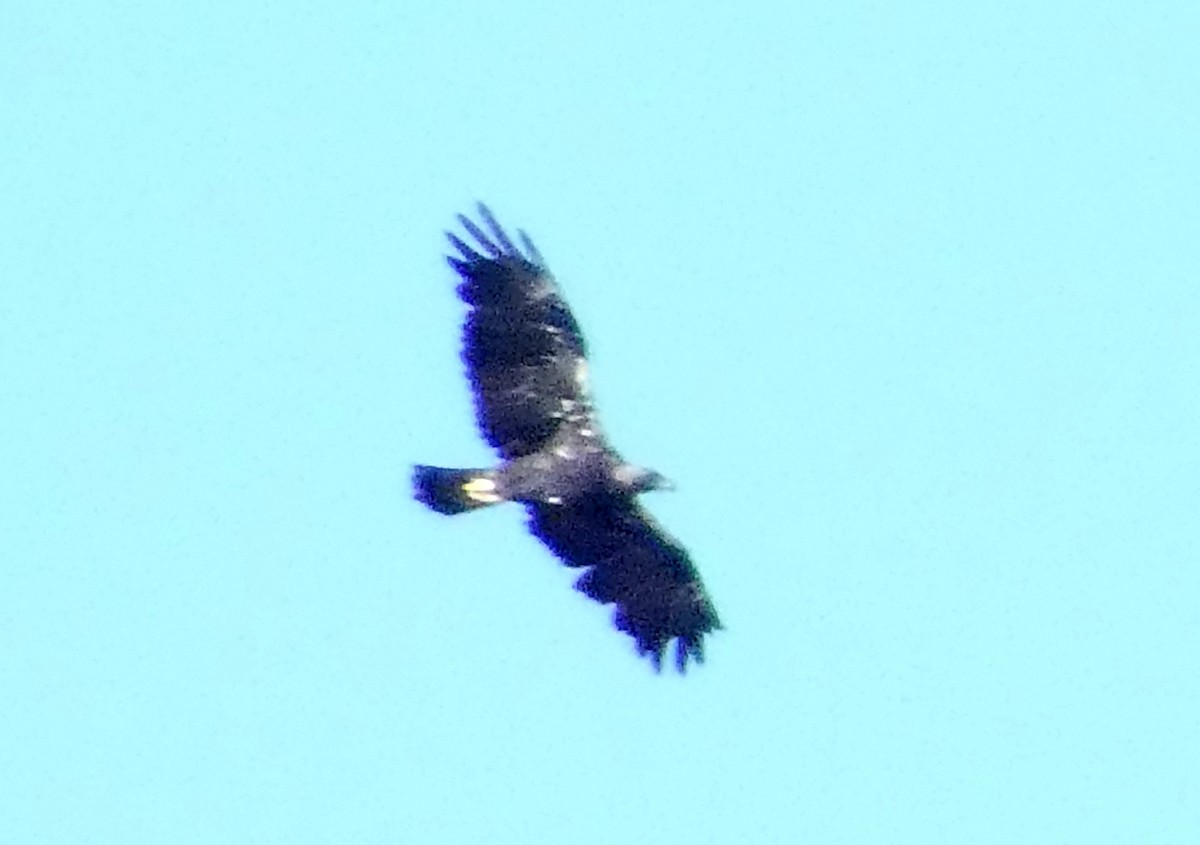 Spanish Eagle - ML643285007