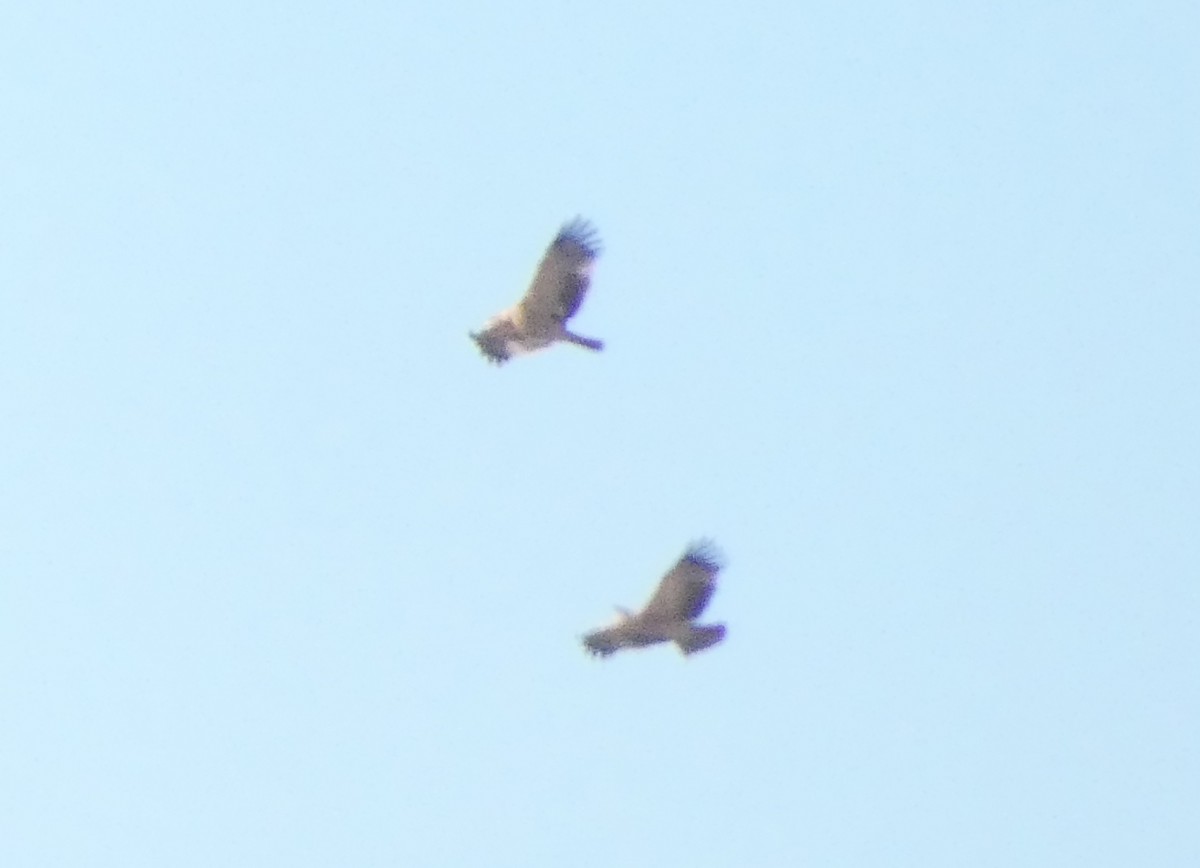 Spanish Eagle - ML643285015