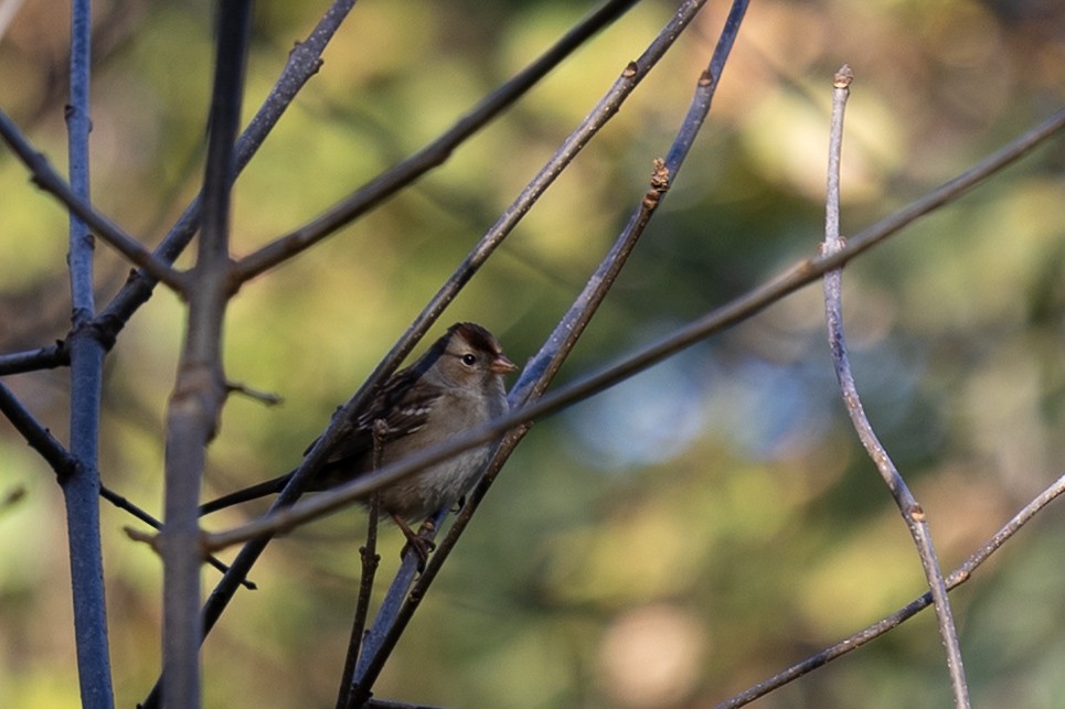 White-crowned Sparrow - ML643285056