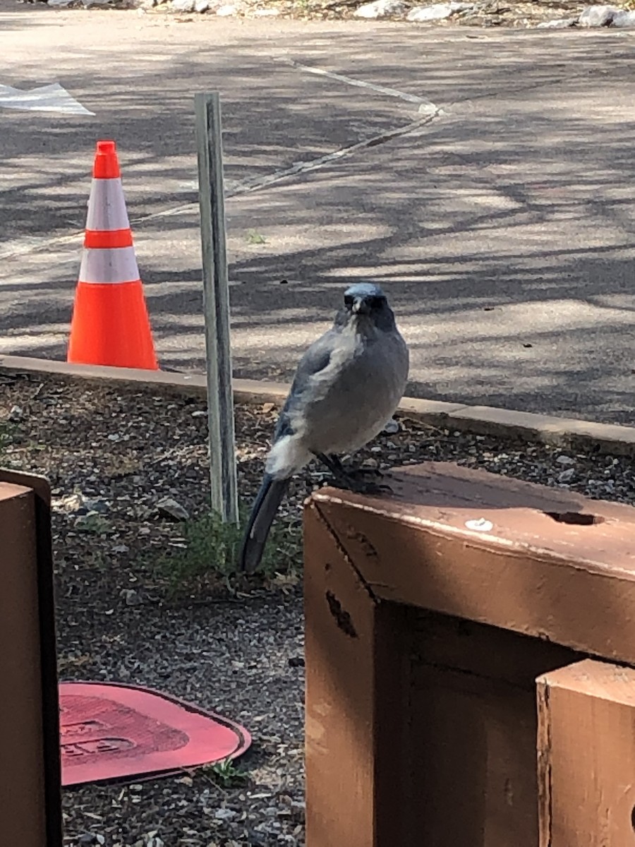 Mexican Jay - ML643285061