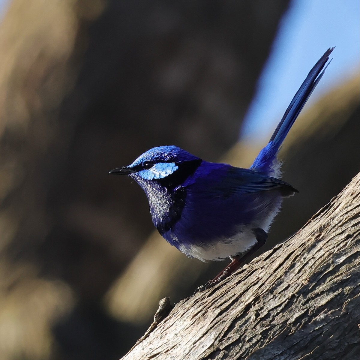 Splendid Fairywren - ML643285063