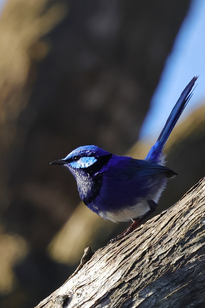 Splendid Fairywren - ML643285064