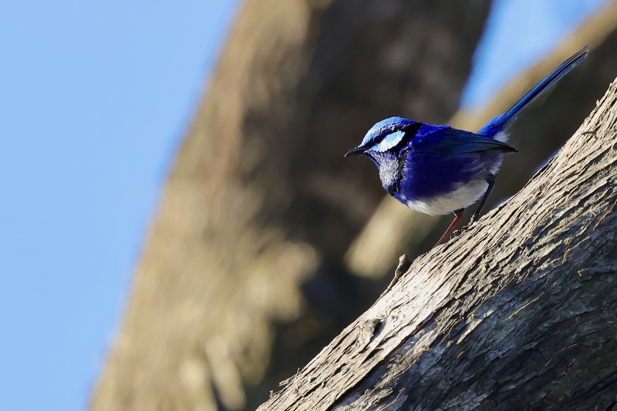 Splendid Fairywren - ML643285065