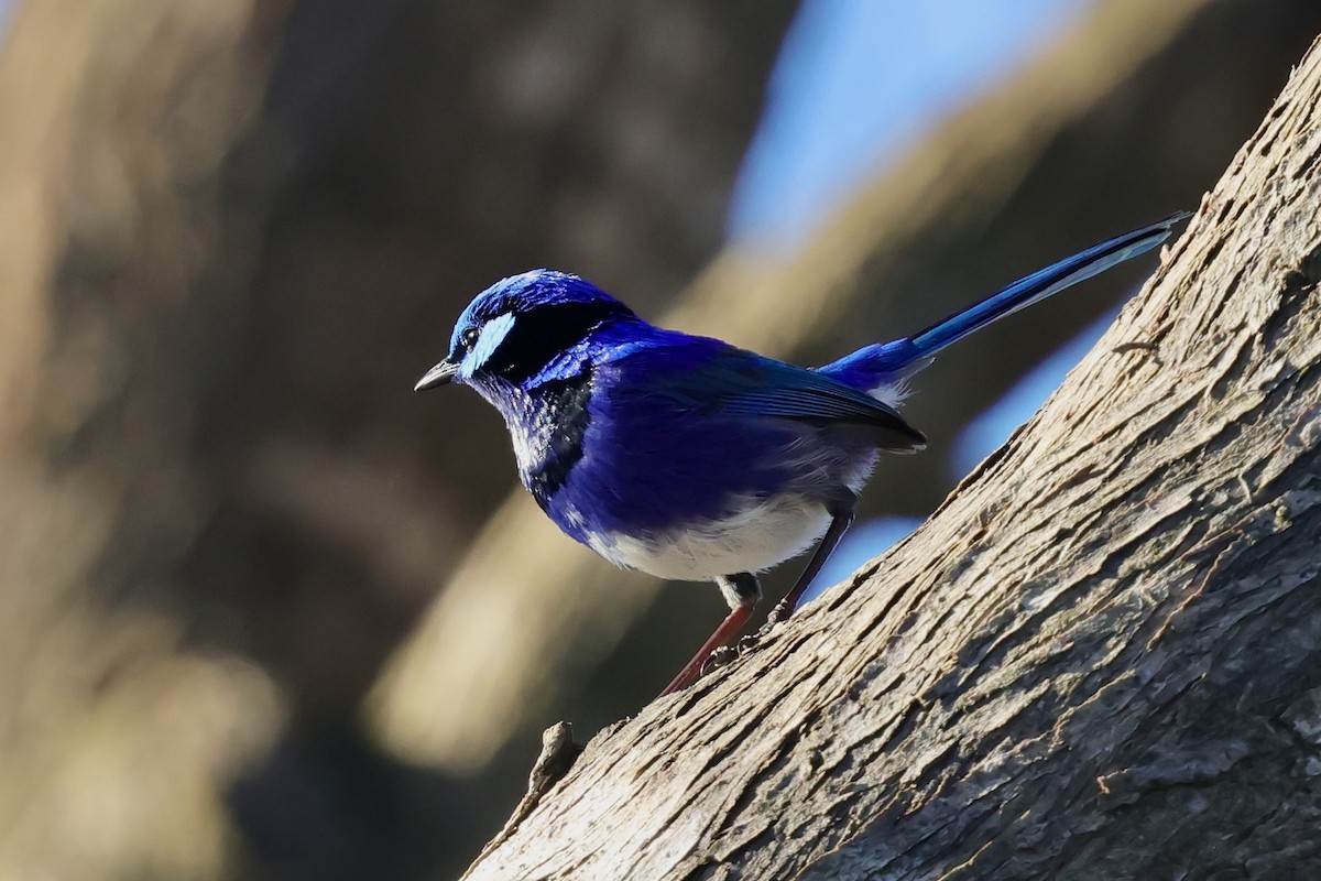 Splendid Fairywren - ML643285066