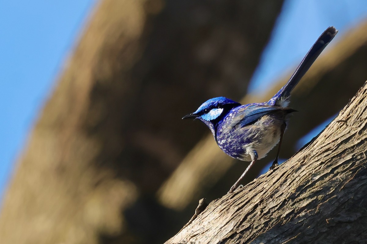 Splendid Fairywren - ML643285067