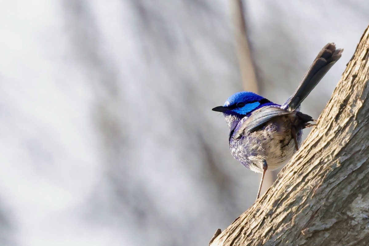 Splendid Fairywren - ML643285068