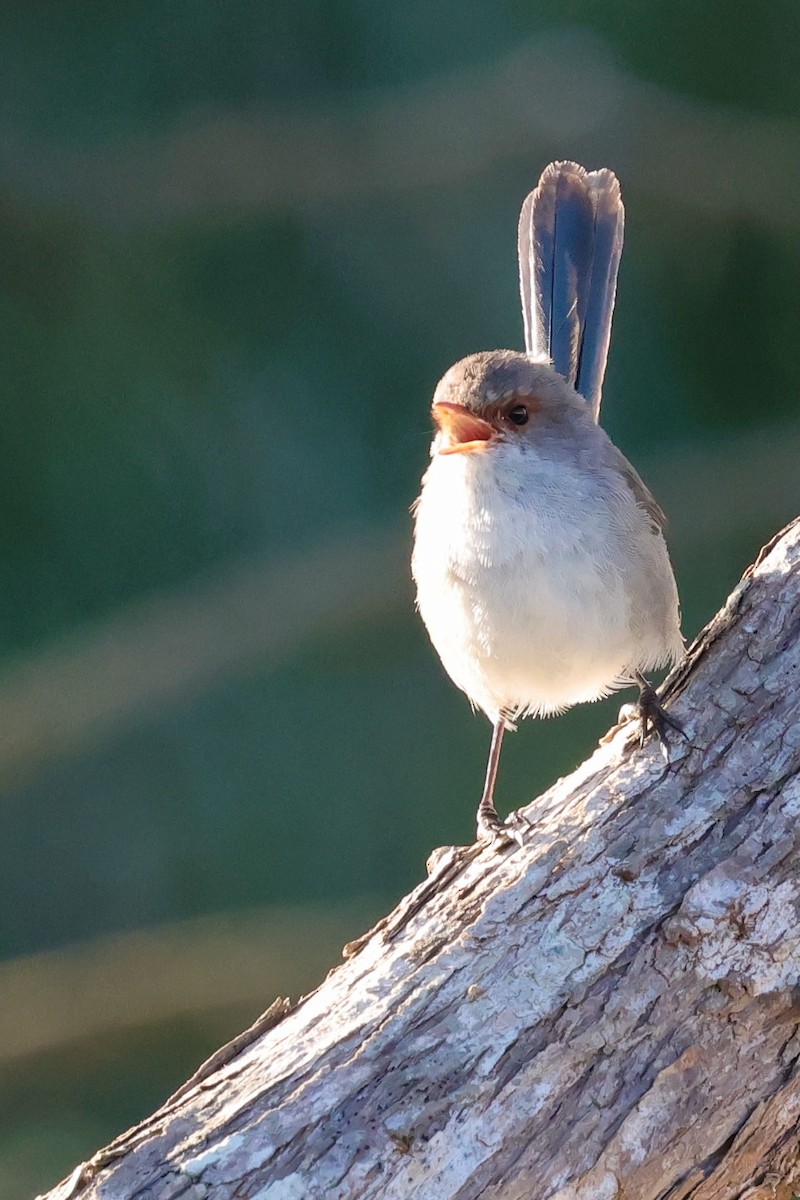 Splendid Fairywren - ML643285070