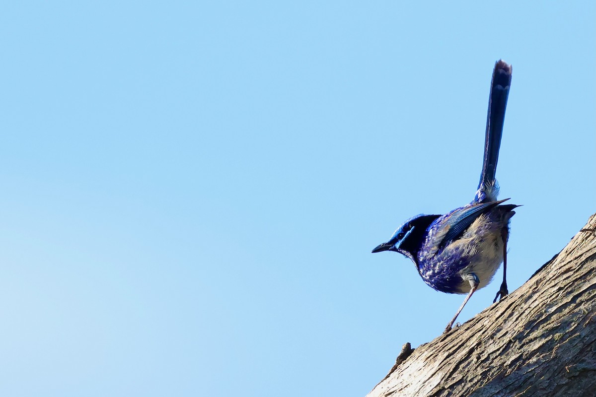 Splendid Fairywren - ML643285071