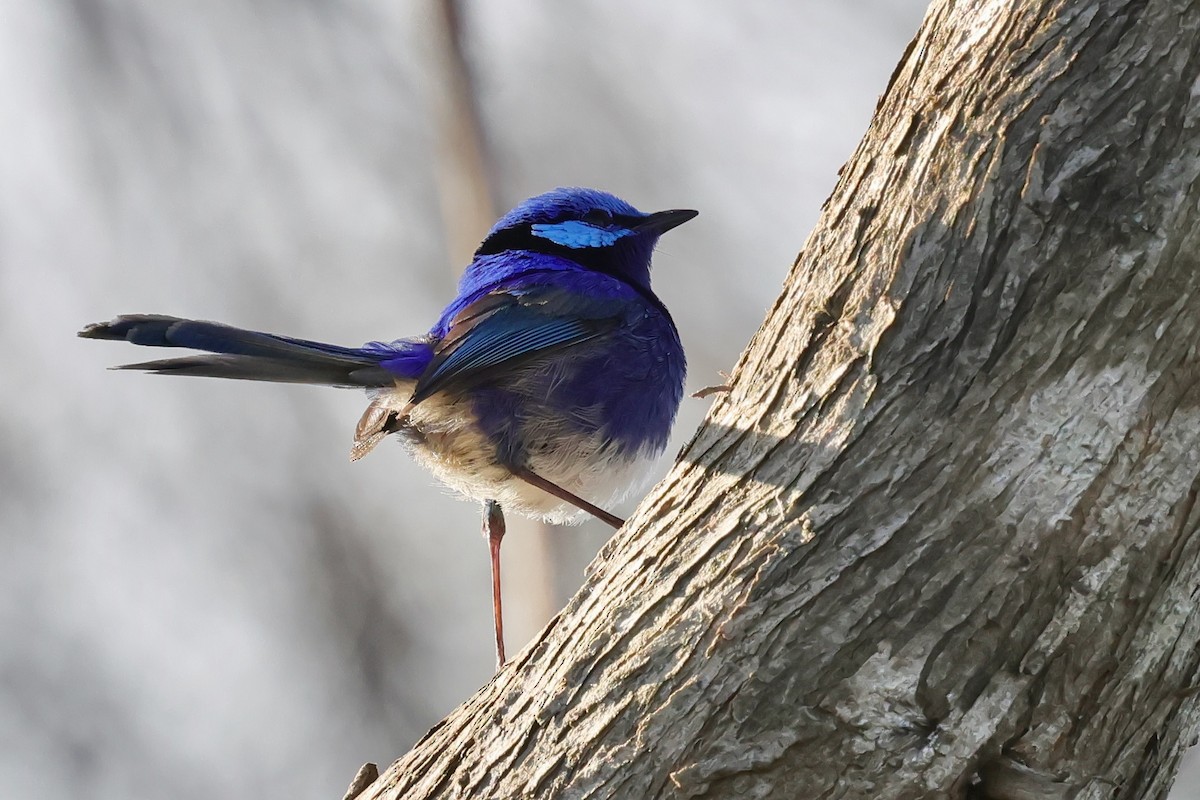 Splendid Fairywren - ML643285073