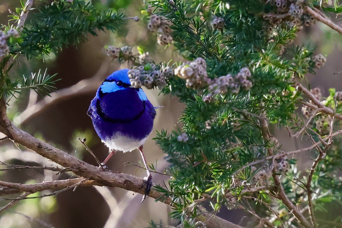 Splendid Fairywren - ML643285074