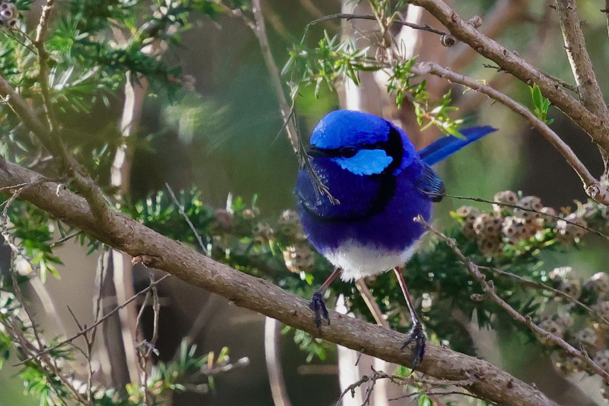 Splendid Fairywren - ML643285075