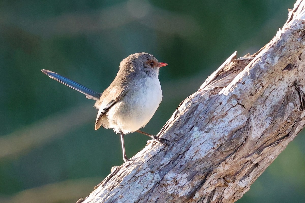 Splendid Fairywren - ML643285076