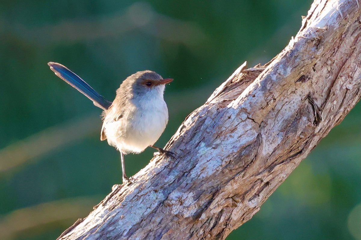 Splendid Fairywren - ML643285077