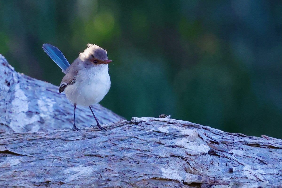 Splendid Fairywren - ML643285078