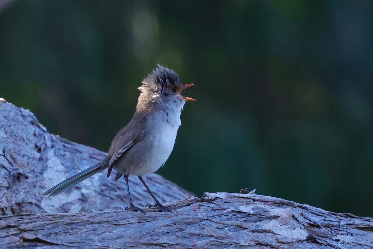 Splendid Fairywren - ML643285079