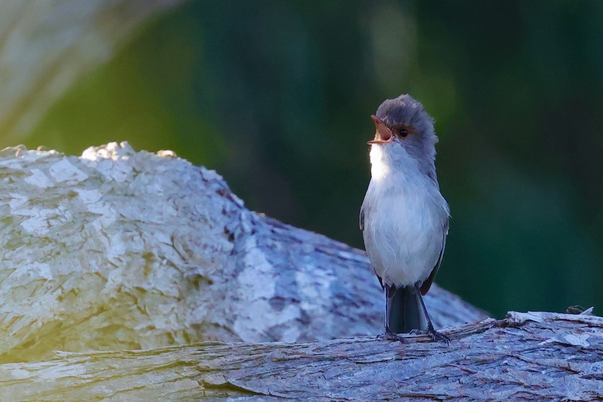 Splendid Fairywren - ML643285080