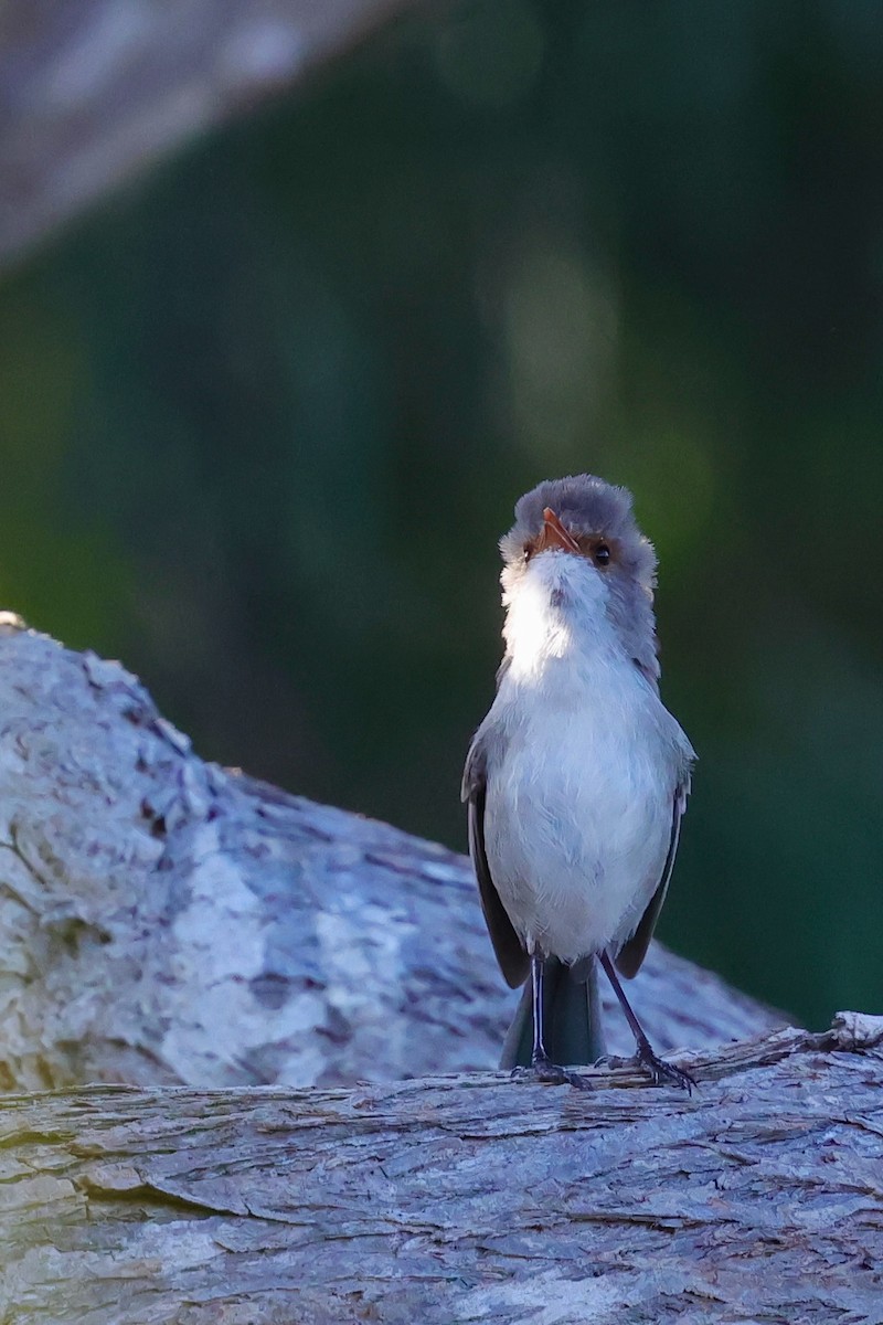 Splendid Fairywren - ML643285081
