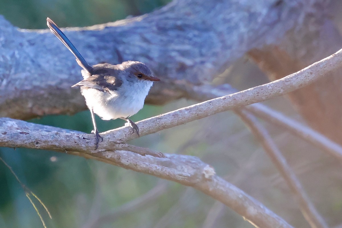 Splendid Fairywren - ML643285082