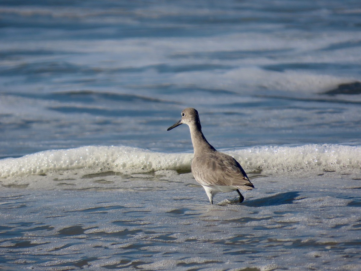 Willet - ML643285092