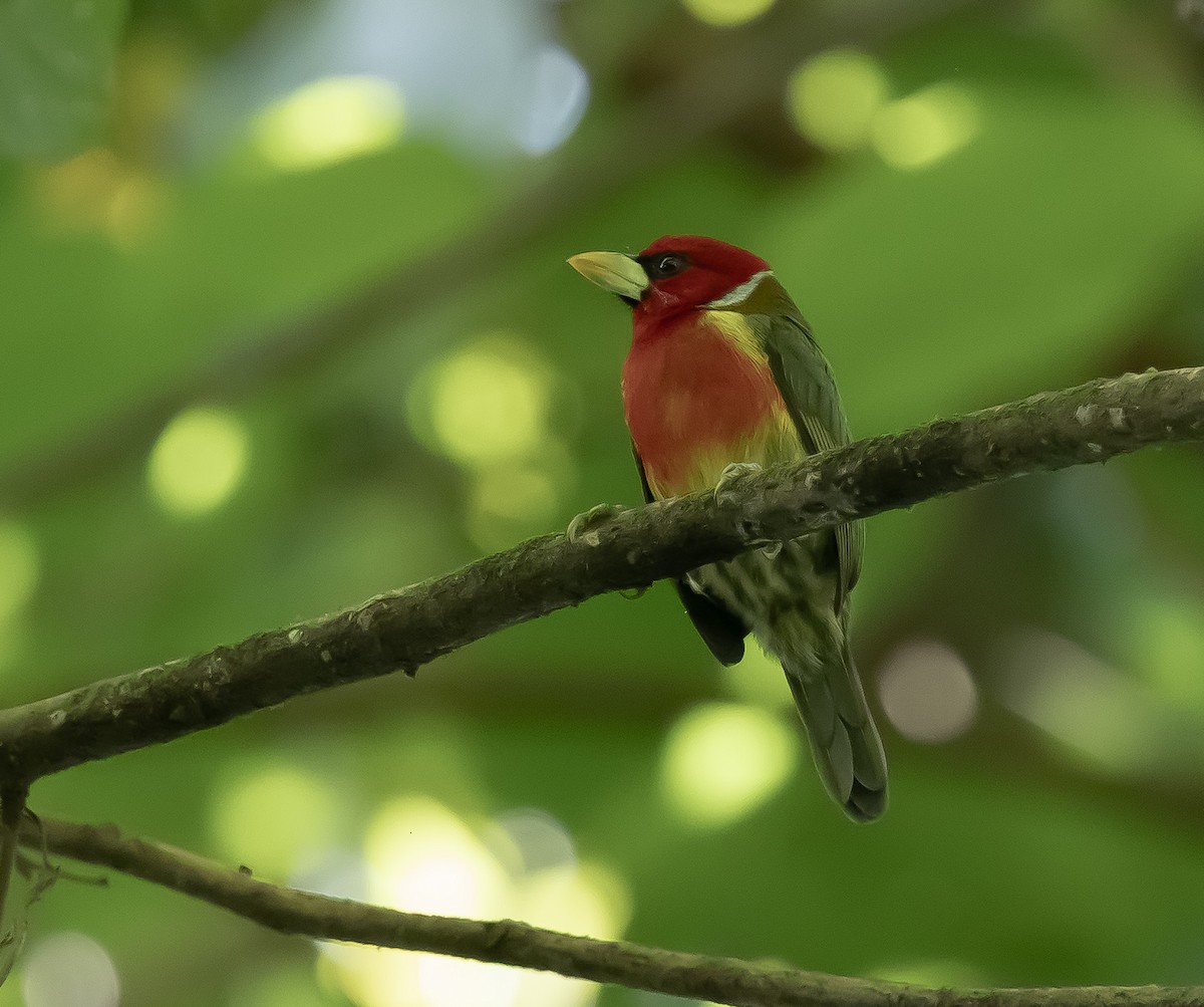 Red-headed Barbet - ML643285093