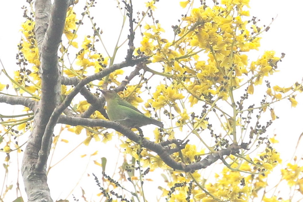 Green Honeycreeper - ML643285106