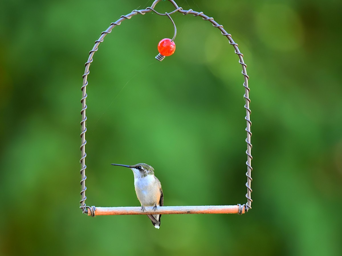 Ruby-throated Hummingbird - ML643285113