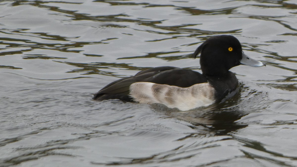 Tufted Duck - ML643285136