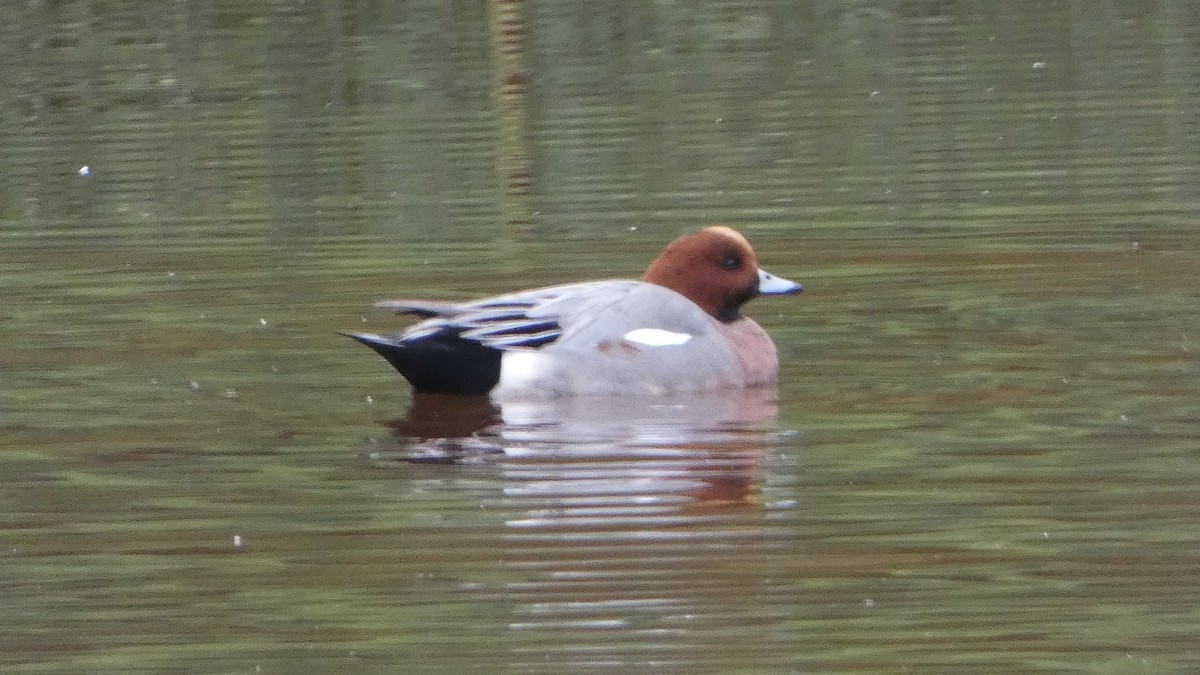 Eurasian Wigeon - ML643285150