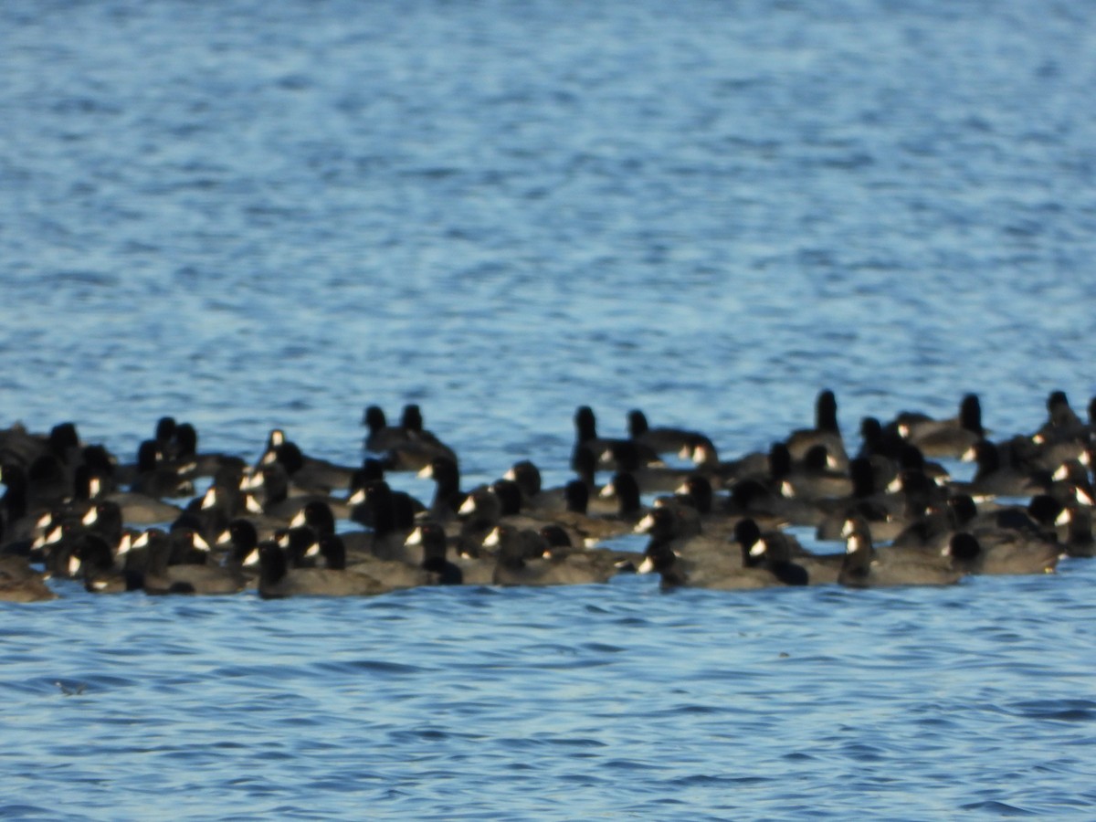American Coot - ML643285167