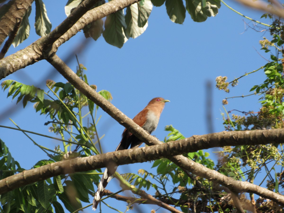 Squirrel Cuckoo - ML643285193