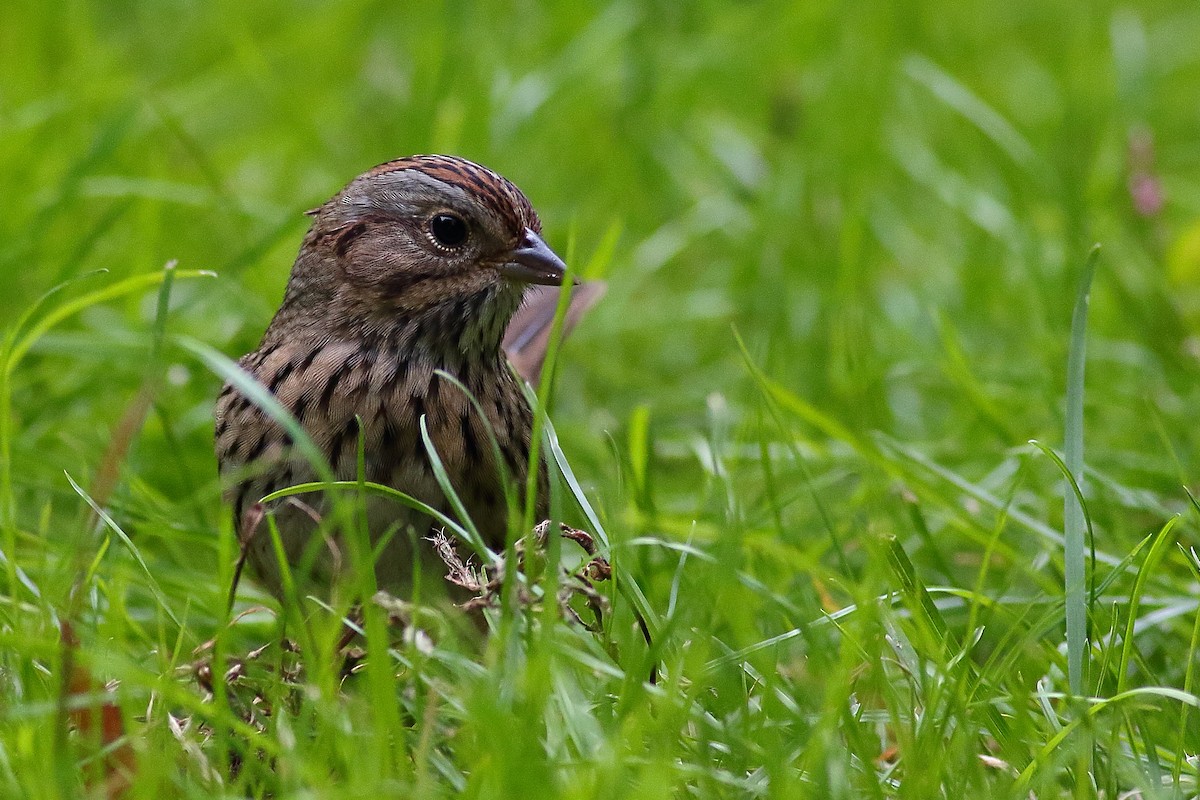 strnadec pruhohlavý - ML643285199
