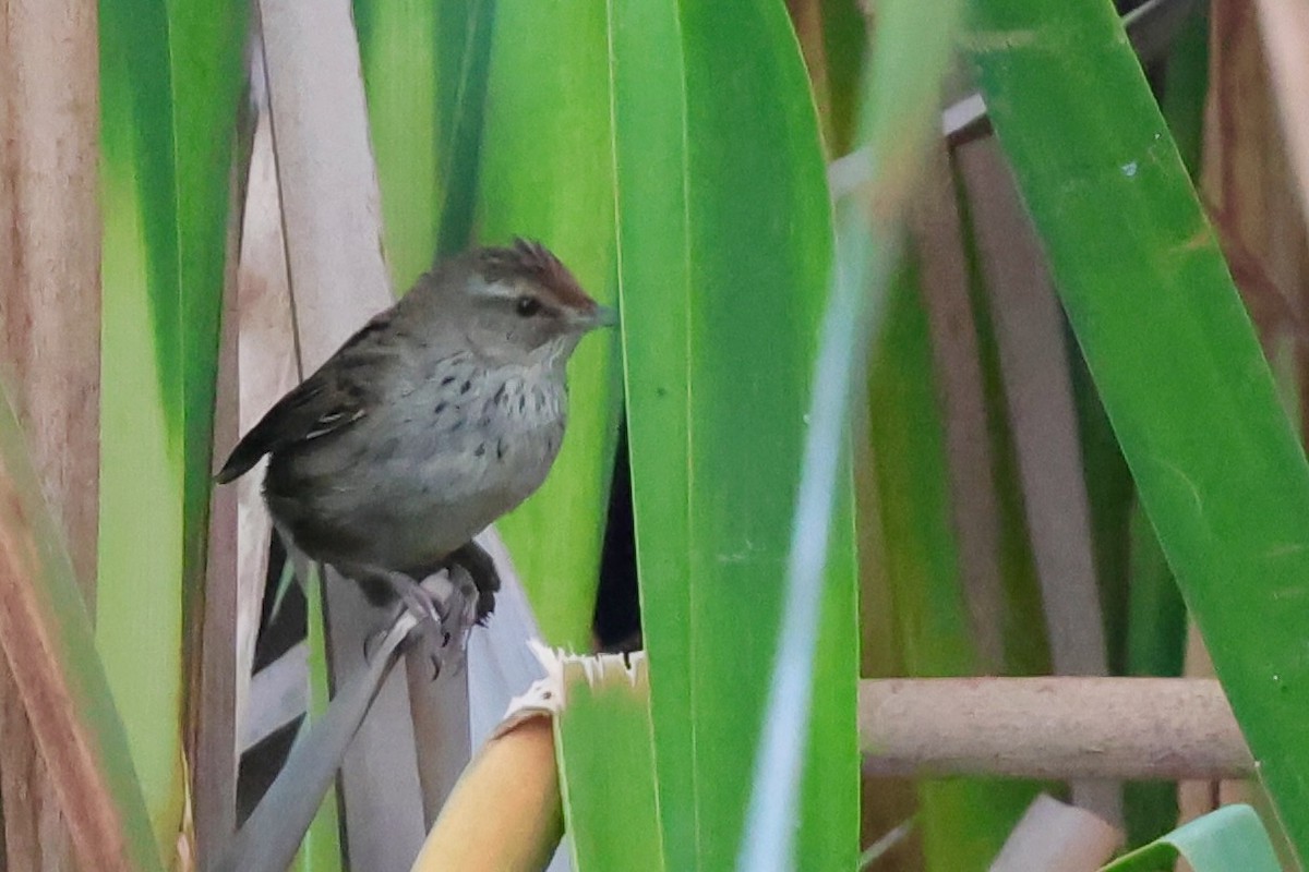 Little Grassbird - ML643285200