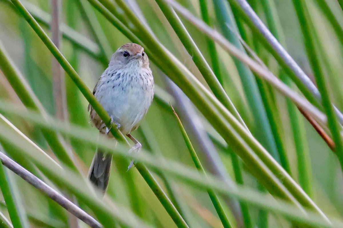 Little Grassbird - ML643285201